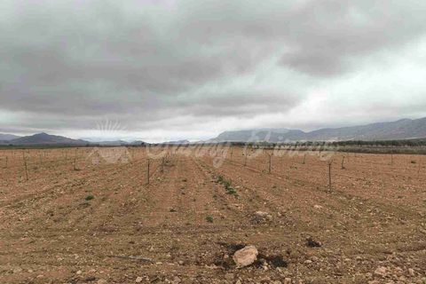Helårsgrund i Yecla, Murcia, Yecla - € 47.000 | Ref: SF0566 - foto 13